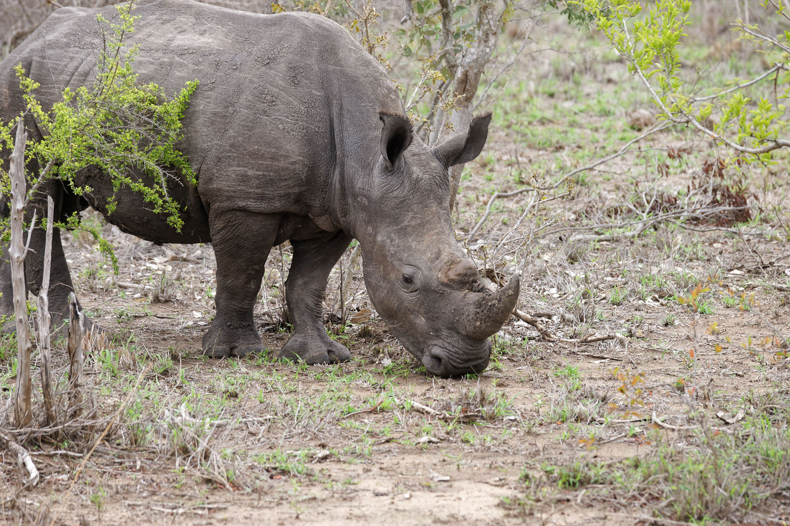 20161113 111057 Nashorn